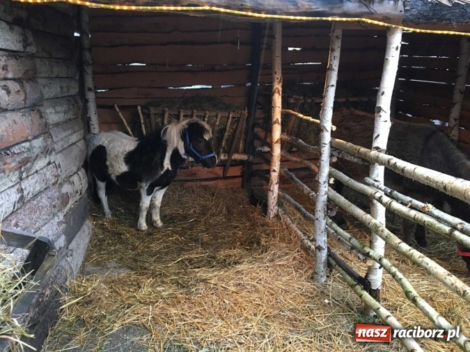 Zdjęcie w galerii na portalu naszraciborz.pl: Tak Jezus przyszedł na świat - żywa szopka w Brzeziu wiadomości z regionu