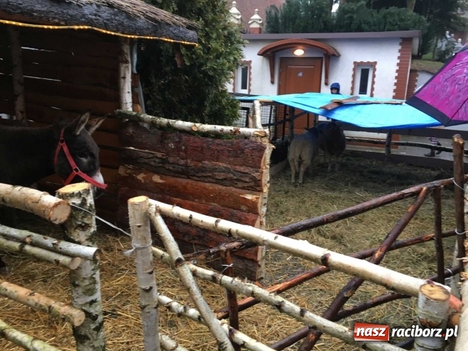 Zdjęcie w galerii na portalu naszraciborz.pl: Tak Jezus przyszedł na świat - żywa szopka w Brzeziu wiadomości z regionu