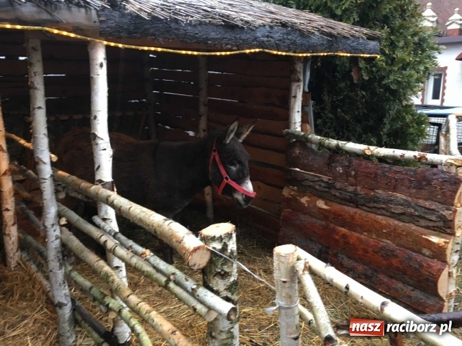 Zdjęcie w galerii na portalu naszraciborz.pl: Tak Jezus przyszedł na świat - żywa szopka w Brzeziu wiadomości z regionu