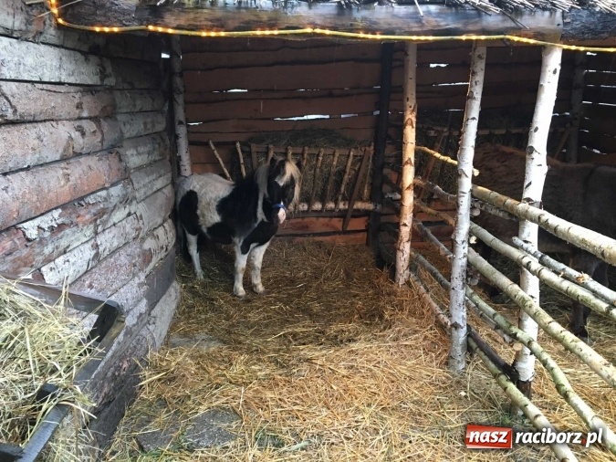 Zdjęcie w galerii na portalu naszraciborz.pl: Tak Jezus przyszedł na świat - żywa szopka w Brzeziu wiadomości z regionu