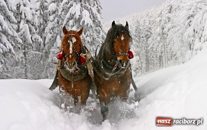 Zdjęcie w galerii na portalu naszraciborz.pl: Urządzasz firmowe Spotkanie Noworoczne? Zabierz swoich gości na kulig w Beskidy! wiadomości z regionu