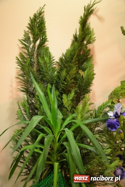 Zdjęcie w galerii na portalu naszraciborz.pl: Grecki raj - program rozrywkowy na Zamku Piastowskim  wiadomości z regionu