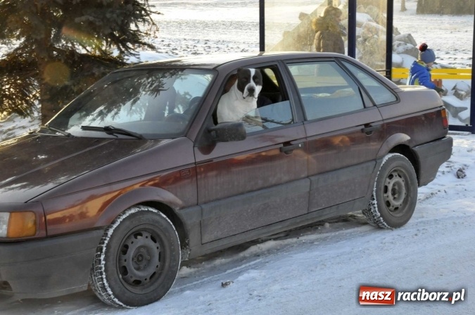 Zdjęcie w galerii na portalu naszraciborz.pl: Gamowian portret własny na Trzech Króli  wiadomości z regionu