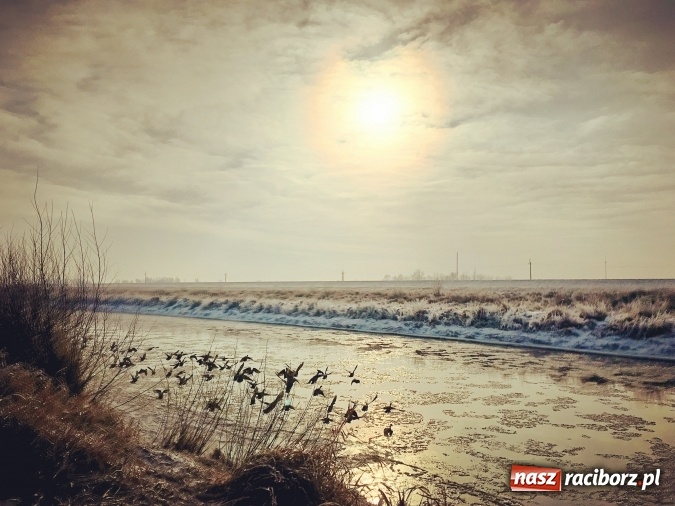 Zdjęcie w galerii na portalu naszraciborz.pl: Dziś w nocy może być nawet 18 stopni mrozu! Uwaga na smog! Mroźna zima na zdjęciach wiadomości z regionu