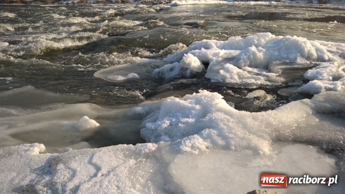 Zdjęcie w galerii na portalu naszraciborz.pl: Mroźna zima śmiertelnie groźna dla łabędzi. Martwą sztukę znaleziono nad Ulgą  wiadomości z regionu