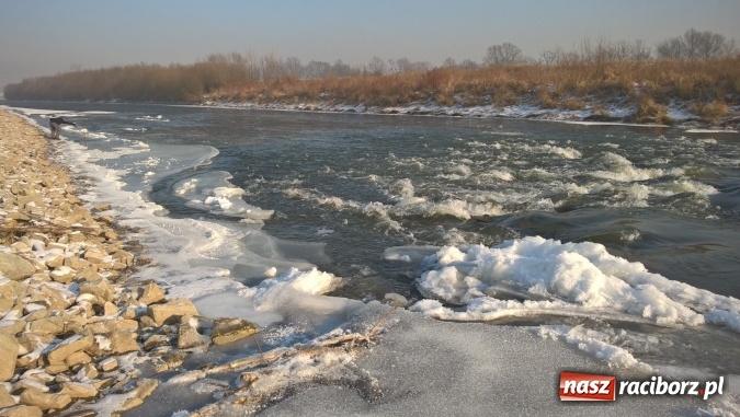 Zdjęcie w galerii na portalu naszraciborz.pl: Mroźna zima śmiertelnie groźna dla łabędzi. Martwą sztukę znaleziono nad Ulgą  wiadomości z regionu