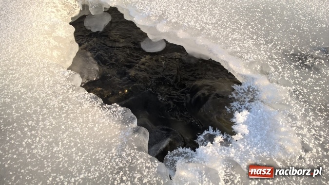 Zdjęcie w galerii na portalu naszraciborz.pl: Mroźna zima śmiertelnie groźna dla łabędzi. Martwą sztukę znaleziono nad Ulgą  wiadomości z regionu