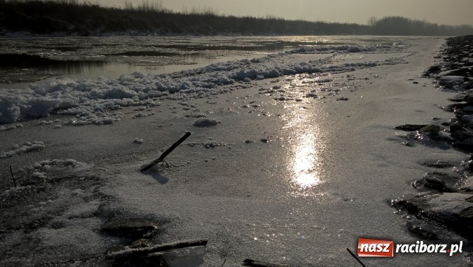 Zdjęcie w galerii na portalu naszraciborz.pl: Mroźna zima śmiertelnie groźna dla łabędzi. Martwą sztukę znaleziono nad Ulgą  wiadomości z regionu
