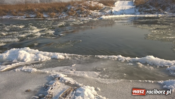 Zdjęcie w galerii na portalu naszraciborz.pl: Mroźna zima śmiertelnie groźna dla łabędzi. Martwą sztukę znaleziono nad Ulgą  wiadomości z regionu