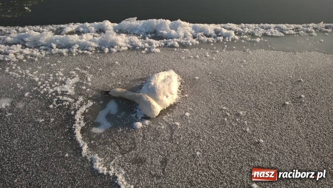 Zdjęcie w galerii na portalu naszraciborz.pl: Mroźna zima śmiertelnie groźna dla łabędzi. Martwą sztukę znaleziono nad Ulgą  wiadomości z regionu