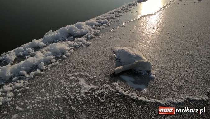 Zdjęcie w galerii na portalu naszraciborz.pl: Mroźna zima śmiertelnie groźna dla łabędzi. Martwą sztukę znaleziono nad Ulgą  wiadomości z regionu