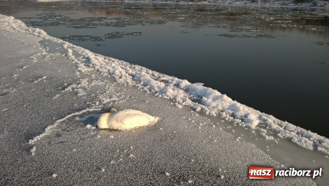 Zdjęcie w galerii na portalu naszraciborz.pl: Mroźna zima śmiertelnie groźna dla łabędzi. Martwą sztukę znaleziono nad Ulgą  wiadomości z regionu
