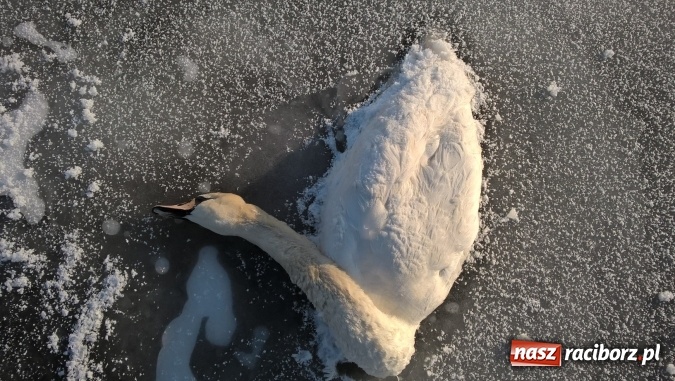 Zdjęcie w galerii na portalu naszraciborz.pl: Mroźna zima śmiertelnie groźna dla łabędzi. Martwą sztukę znaleziono nad Ulgą  wiadomości z regionu