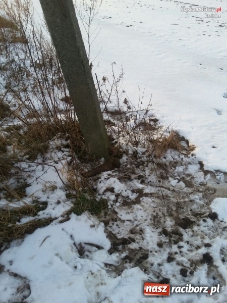 Zdjęcie w galerii na portalu naszraciborz.pl: Wczoraj przy Kwiatowej znaleziono niewybuchy wiadomości z regionu