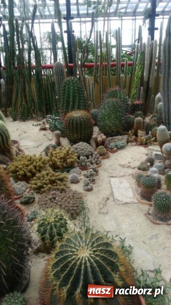 Zdjęcie w galerii na portalu naszraciborz.pl: Ferie z SM Nowoczesna - był kulig, wizyta w palmiarni i szaleństwo na trampolinach wiadomości z regionu