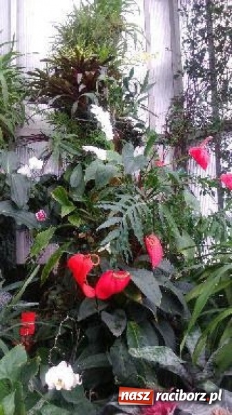 Zdjęcie w galerii na portalu naszraciborz.pl: Ferie z SM Nowoczesna - był kulig, wizyta w palmiarni i szaleństwo na trampolinach wiadomości z regionu