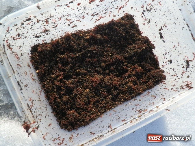 Zdjęcie w galerii na portalu naszraciborz.pl: Podlodowe otwarcie sezonu raciborskich wędkarzy wiadomości z regionu