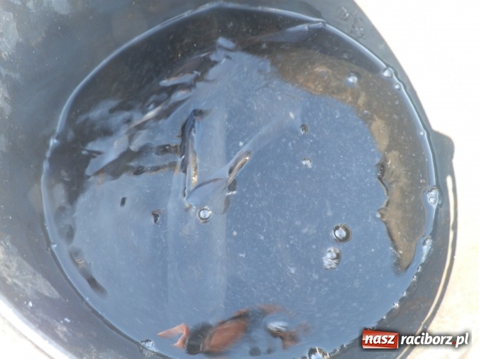 Zdjęcie w galerii na portalu naszraciborz.pl: Podlodowe otwarcie sezonu raciborskich wędkarzy wiadomości z regionu