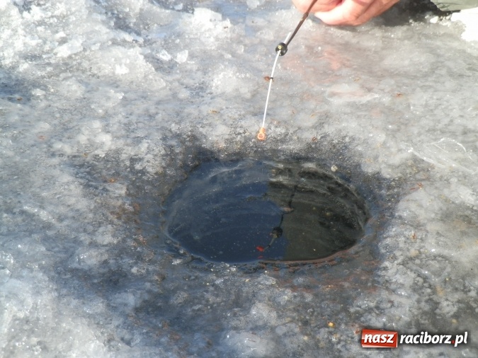 Zdjęcie w galerii na portalu naszraciborz.pl: Podlodowe otwarcie sezonu raciborskich wędkarzy wiadomości z regionu
