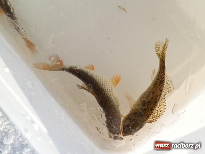 Zdjęcie w galerii na portalu naszraciborz.pl: Podlodowe otwarcie sezonu raciborskich wędkarzy wiadomości z regionu