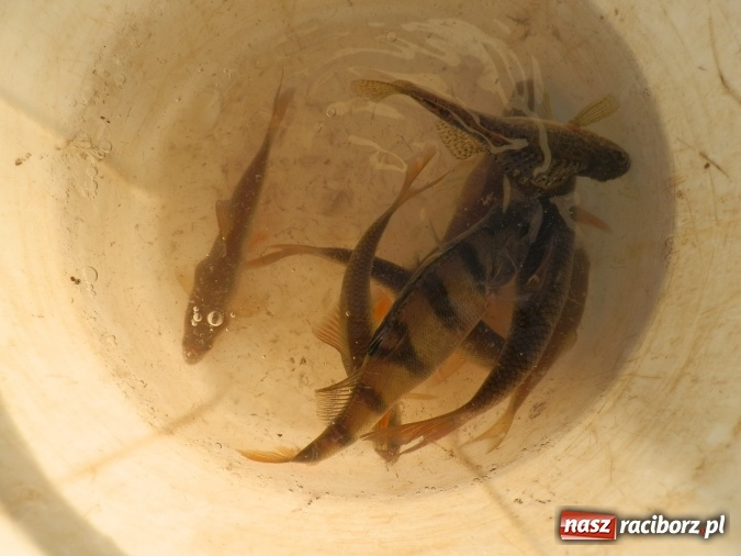 Zdjęcie w galerii na portalu naszraciborz.pl: Podlodowe otwarcie sezonu raciborskich wędkarzy wiadomości z regionu