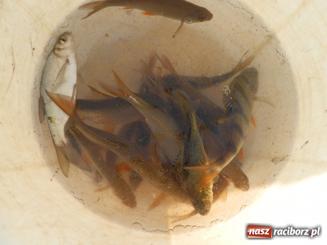 Zdjęcie w galerii na portalu naszraciborz.pl: Podlodowe otwarcie sezonu raciborskich wędkarzy wiadomości z regionu