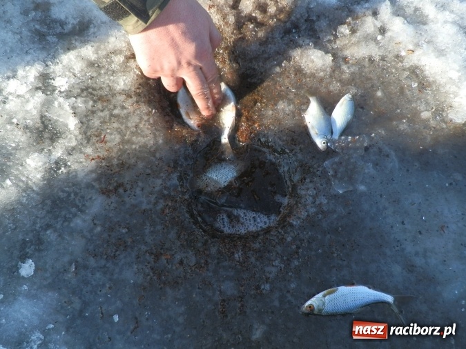 Zdjęcie w galerii na portalu naszraciborz.pl: Podlodowe otwarcie sezonu raciborskich wędkarzy wiadomości z regionu