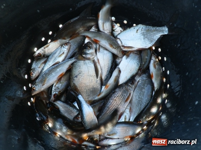Zdjęcie w galerii na portalu naszraciborz.pl: Podlodowe otwarcie sezonu raciborskich wędkarzy wiadomości z regionu