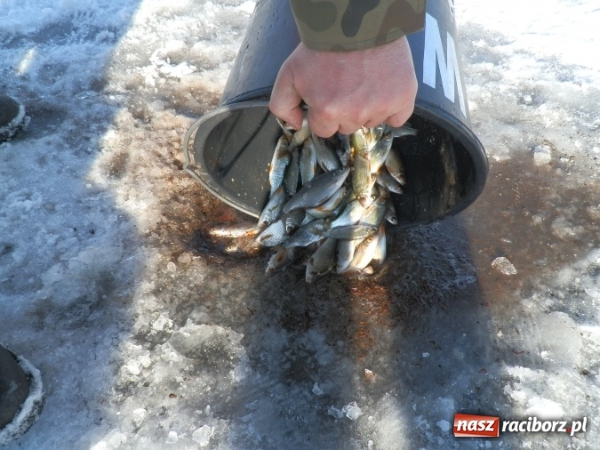 Zdjęcie w galerii na portalu naszraciborz.pl: Podlodowe otwarcie sezonu raciborskich wędkarzy wiadomości z regionu