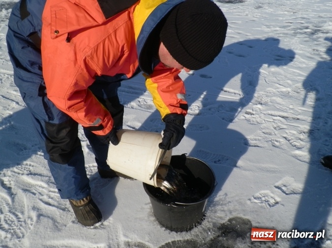 Zdjęcie w galerii na portalu naszraciborz.pl: Podlodowe otwarcie sezonu raciborskich wędkarzy wiadomości z regionu