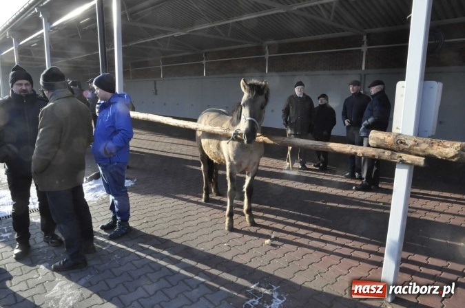 Zdjęcie w galerii na portalu naszraciborz.pl: Ruszył targ staroci w Pietrowicach Wielkich  wiadomości z regionu