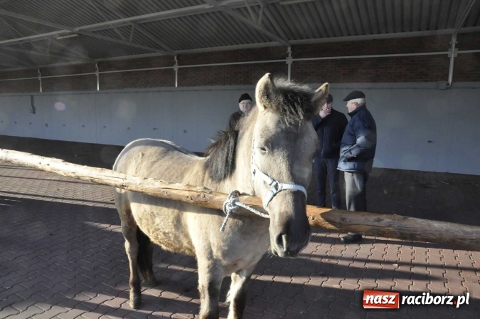 Zdjęcie w galerii na portalu naszraciborz.pl: Ruszył targ staroci w Pietrowicach Wielkich  wiadomości z regionu