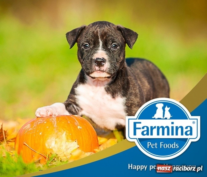 Zdjęcie w galerii na portalu naszraciborz.pl: Z pamiętnika Kolumba do diety dla psów  wiadomości z regionu