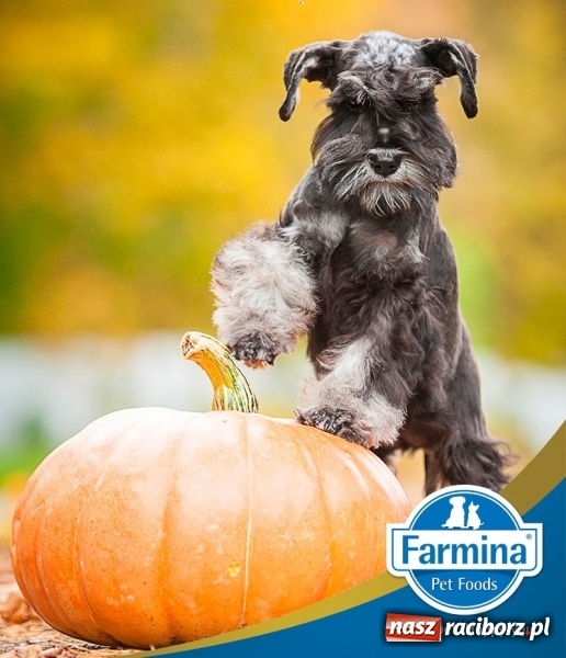 Zdjęcie w galerii na portalu naszraciborz.pl: Z pamiętnika Kolumba do diety dla psów  wiadomości z regionu