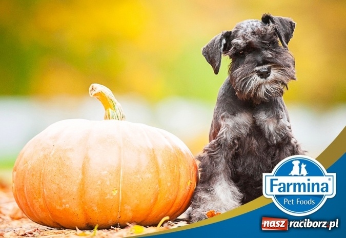 Zdjęcie w galerii na portalu naszraciborz.pl: Z pamiętnika Kolumba do diety dla psów  wiadomości z regionu