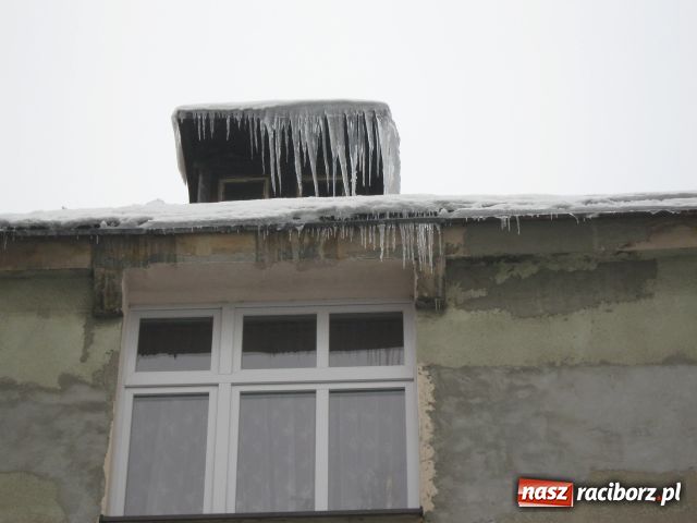 Zdjęcie w galerii na portalu naszraciborz.pl: Raciborskie zimowe kartoflisko wiadomości z regionu