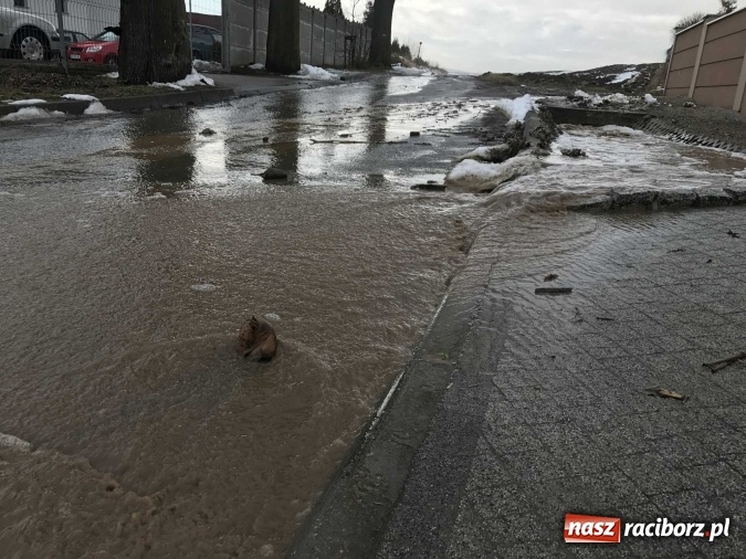 Zdjęcie w galerii na portalu naszraciborz.pl: Roztopy podtopiły domy przy ulicy Starowiejskiej w Raciborzu FOTO I WIDEO wiadomości z regionu