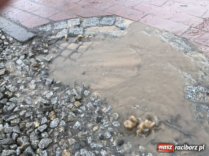 Zdjęcie w galerii na portalu naszraciborz.pl: Roztopy podtopiły domy przy ulicy Starowiejskiej w Raciborzu FOTO I WIDEO wiadomości z regionu