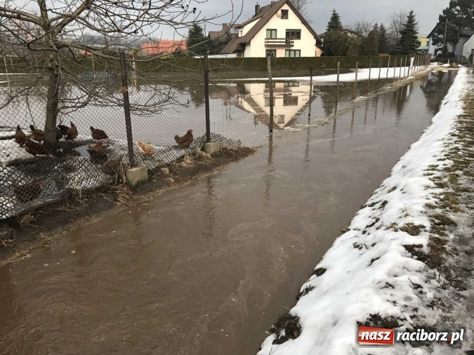Zdjęcie w galerii na portalu naszraciborz.pl: Roztopy podtopiły domy przy ulicy Starowiejskiej w Raciborzu FOTO I WIDEO wiadomości z regionu