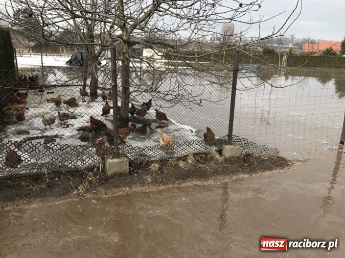 Zdjęcie w galerii na portalu naszraciborz.pl: Roztopy podtopiły domy przy ulicy Starowiejskiej w Raciborzu FOTO I WIDEO wiadomości z regionu
