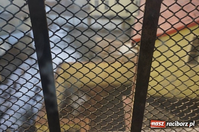 Zdjęcie w galerii na portalu naszraciborz.pl: Eksploratorzy ze Stowarzyszenia Odra 1945 weszli do starej komendy ZDJĘCIA wiadomości z regionu