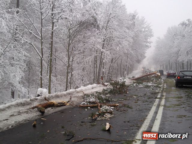 Zdjęcie w galerii na portalu naszraciborz.pl: Przydrożne drzewa bardzo groźne wiadomości z regionu