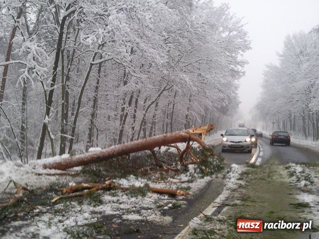 Zdjęcie w galerii na portalu naszraciborz.pl: Przydrożne drzewa bardzo groźne wiadomości z regionu