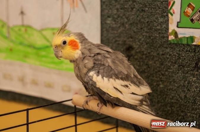 Zdjęcie w galerii na portalu naszraciborz.pl: Szkoła Podstawowa nr 18 im. Książąt Raciborskich w Raciborzu prowadzi zapisy do klas sportowych wiadomości z regionu