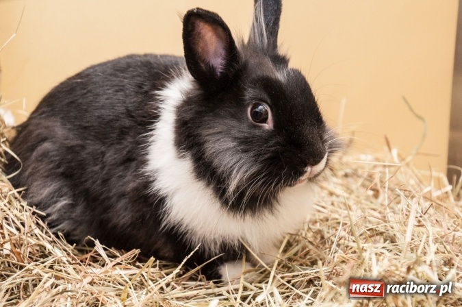 Zdjęcie w galerii na portalu naszraciborz.pl: Szkoła Podstawowa nr 18 im. Książąt Raciborskich w Raciborzu prowadzi zapisy do klas sportowych wiadomości z regionu