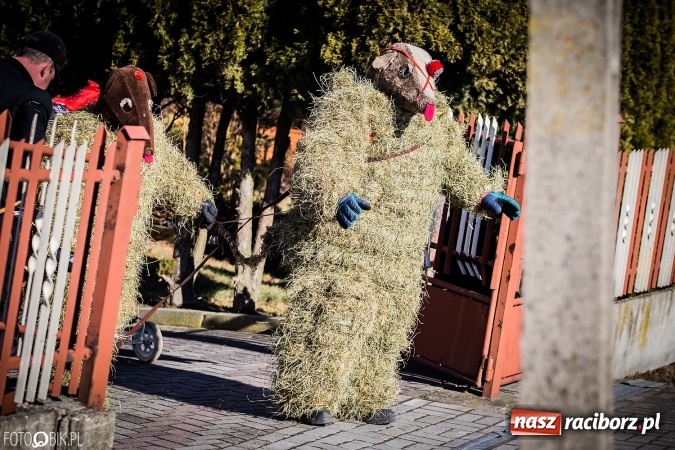 Zdjęcie w galerii na portalu naszraciborz.pl: Wodzenie niedźwiedzia - tradycyjne ostatki w Samborowicach wiadomości z regionu