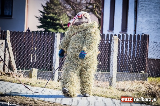 Zdjęcie w galerii na portalu naszraciborz.pl: Wodzenie niedźwiedzia - tradycyjne ostatki w Samborowicach wiadomości z regionu