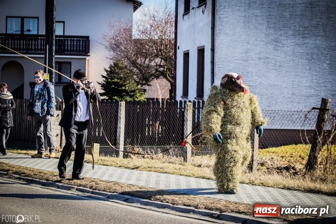 Zdjęcie w galerii na portalu naszraciborz.pl: Wodzenie niedźwiedzia - tradycyjne ostatki w Samborowicach wiadomości z regionu
