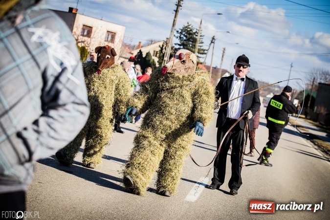 Zdjęcie w galerii na portalu naszraciborz.pl: Wodzenie niedźwiedzia - tradycyjne ostatki w Samborowicach wiadomości z regionu