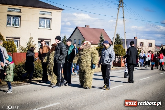 Zdjęcie w galerii na portalu naszraciborz.pl: Wodzenie niedźwiedzia - tradycyjne ostatki w Samborowicach wiadomości z regionu